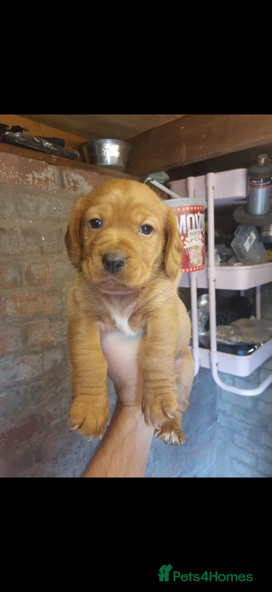 Mixed Breed dogs Cocker spaniel x patterdale pup  - Advert 1