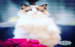 Ragdoll cats for stud: 5 Pedigree TICA European Famous R-Bloodline  in London - Image 6