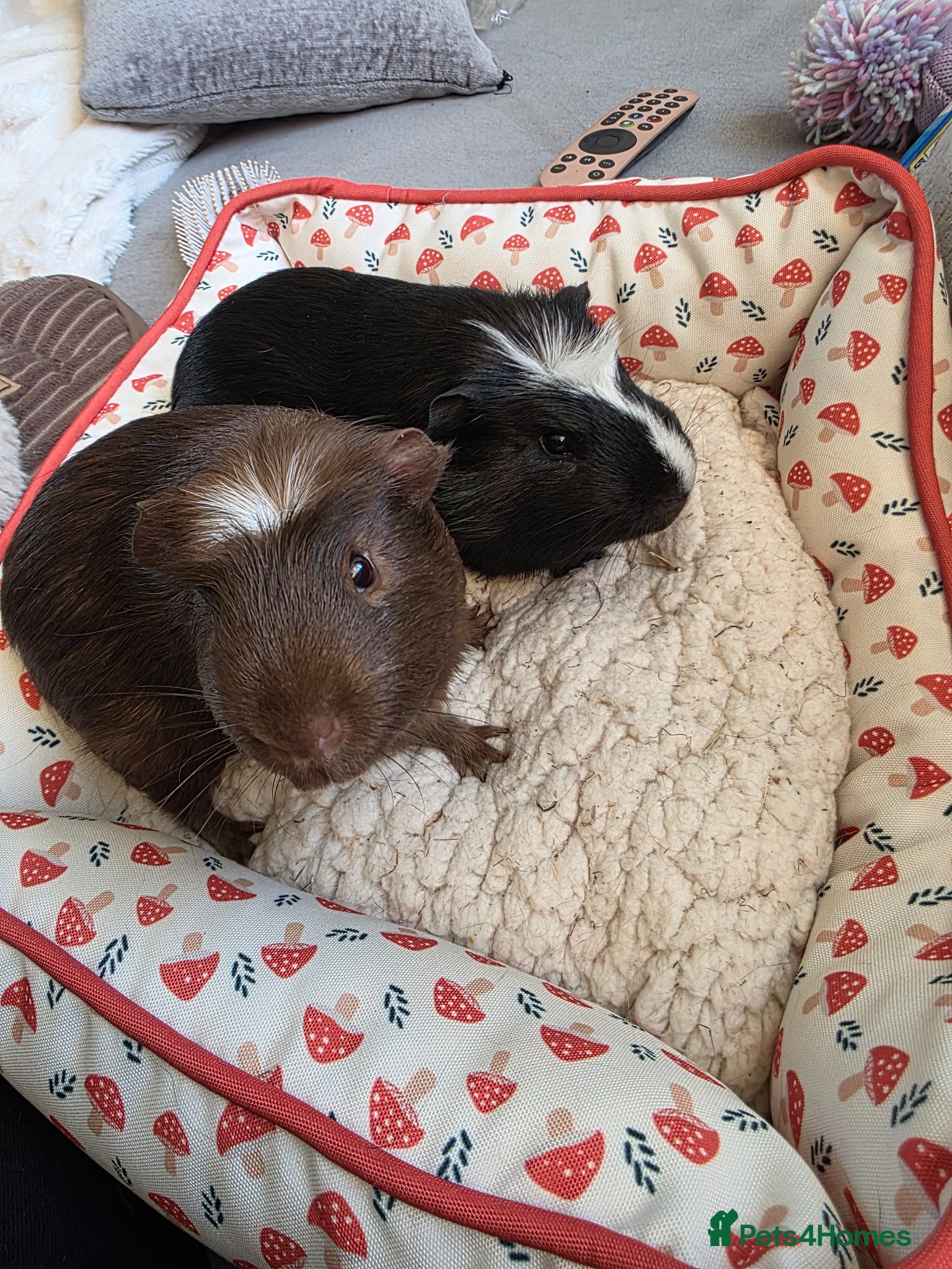 Guinea Pig rodents for sale: Brother guinea pigs  in Uckfield - Advert 2