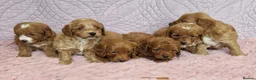 Cockapoo dogs for sale: Beautiful health clear Cockapoo's in Staines - Advert 31