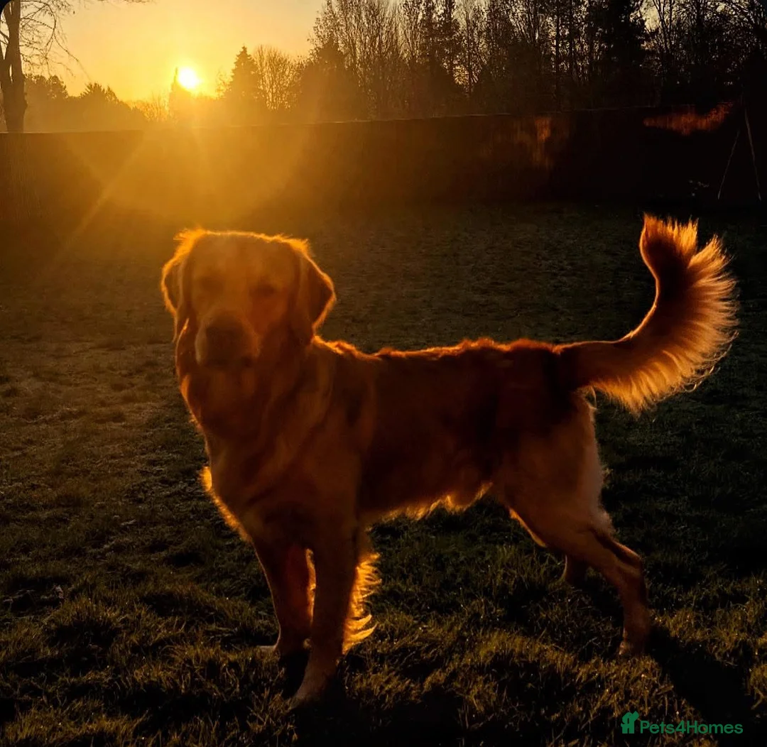 Golden Retriever dogs for stud: Frank is ready to be a Stud dog - Advert 2