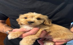 Cockapoo dogs for sale: F1 Cockapoo puppies  - Image 2