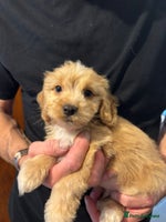 Cockapoo dogs - Advert 11