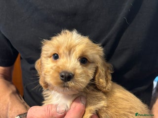 Cockapoo dogs - Advert 33