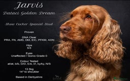 Cocker Spaniel dogs for sale: Outstanding of top quality show type puppies 🌈🐶 - Advert 15
