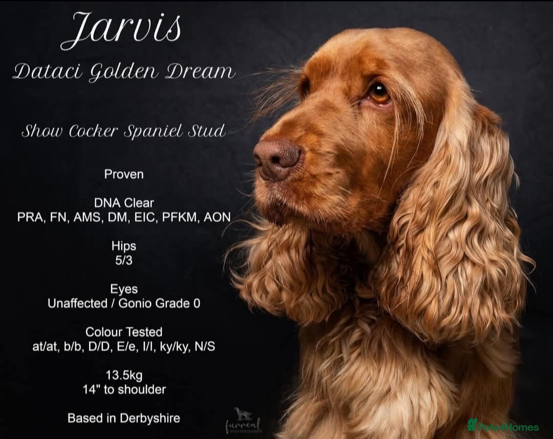 Cocker Spaniel dogs for sale: Outstanding of top quality show type puppies 🌈🐶 - Advert 15