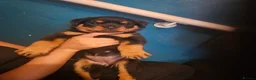 Rottweiler dogs for sale: Pure Pedigree Rottweiler Puppies - Advert 4