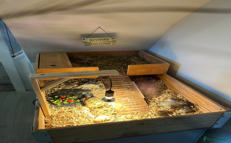 Tortoise reptiles - Advert 1