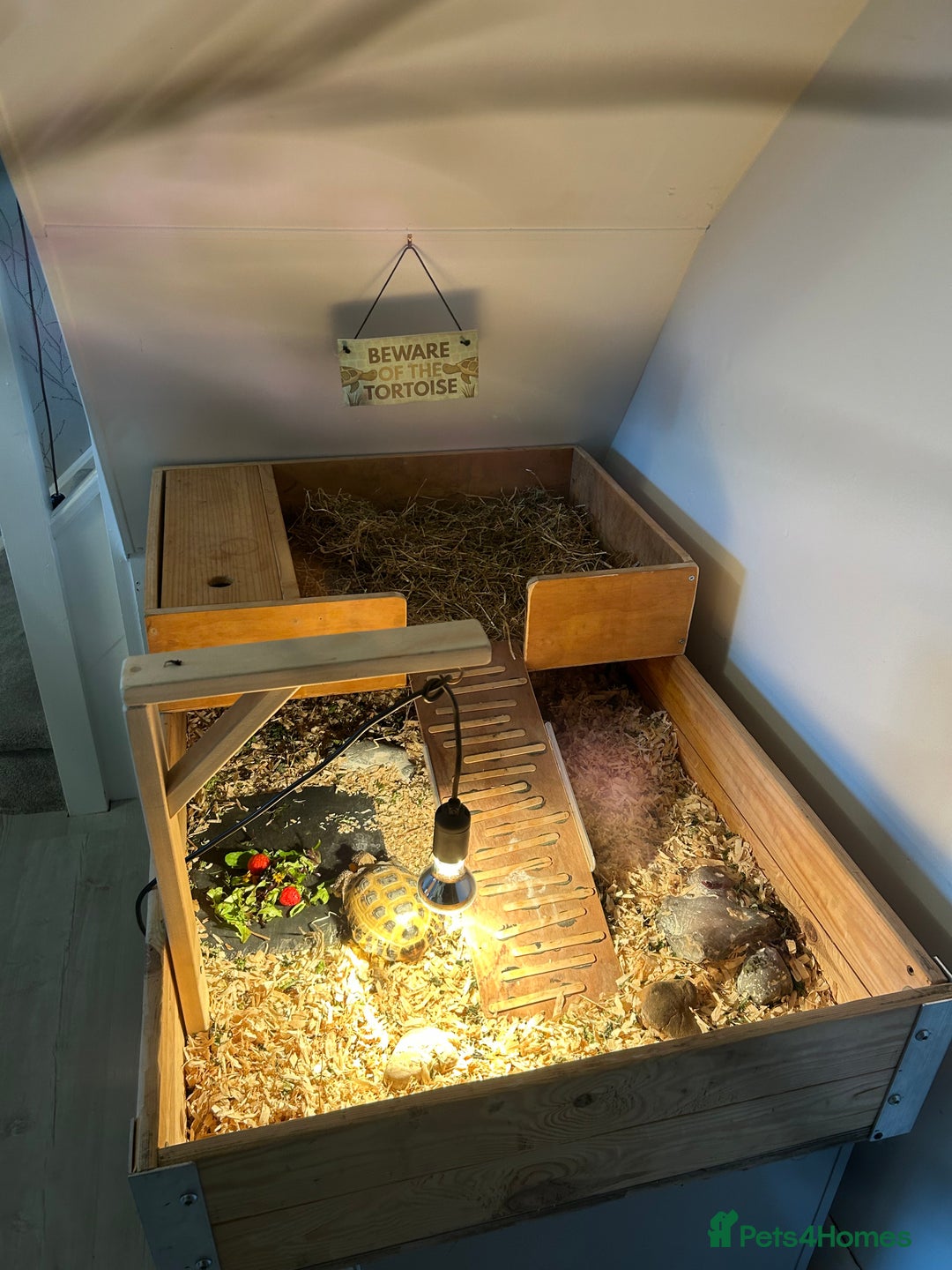 Tortoise reptiles for sale: Tortoise and full set up for sale - Image 1