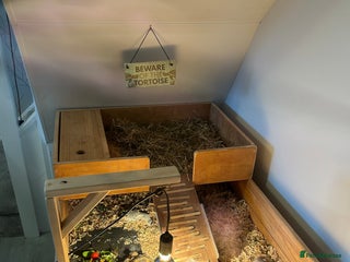 Tortoise reptiles - Advert 1