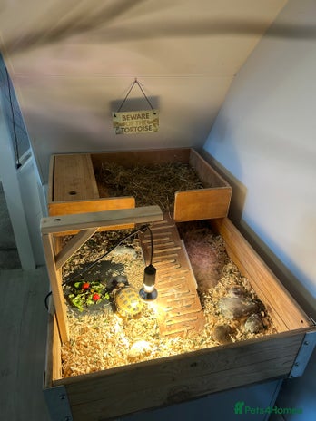 Tortoise reptiles - Advert 1