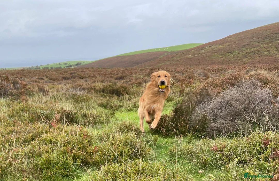 Golden Retriever dogs for stud: Kristofferson- Golden Retriever Stud in Church Stretton - Advert 4