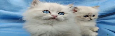 Siberian 2