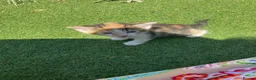 Mixed Breed cats for sale: kittens for sale in Wakefield - Advert 3