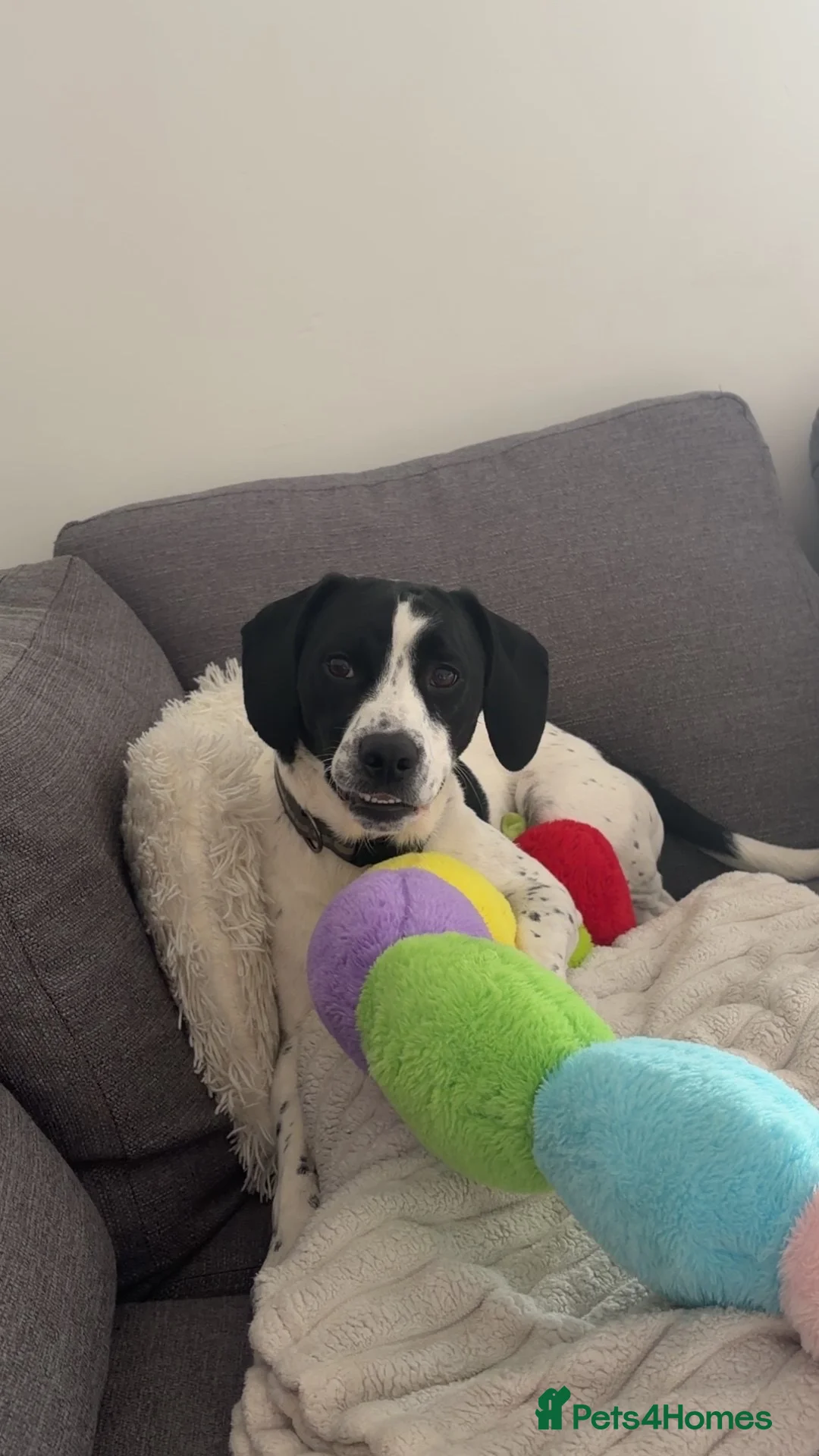 German Shorthaired Pointer dogs for sale: Beautiful Boy looking for his forever home❤️ - Advert 4