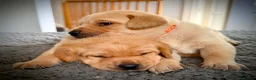 Labrador Retriever dogs for sale: KC Registered Labradors  - Advert 7