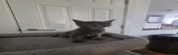 Maine Coon cats for sale: UNIQUE ACTIVE MAINCOON BABBIES😍 - Advert 20