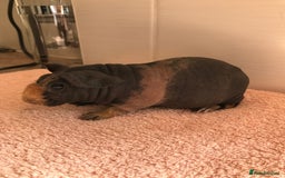 Guinea Pig rodents for sale: Super Skinny Pig Boars - Image 2