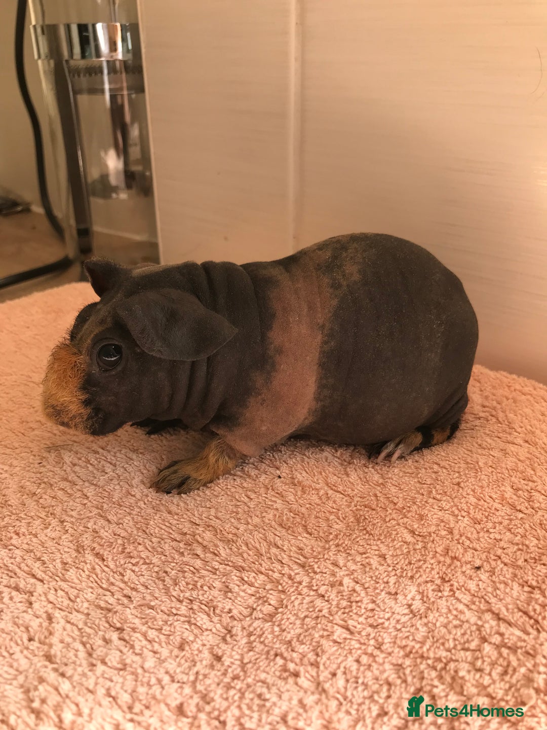 Guinea Pig rodents for sale: Super Skinny Pig Boars - Image 2