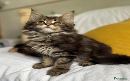 Maine Coon cats for sale: TICA Splendid Maine Coon  - Image 1