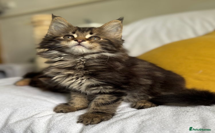 Maine Coon cats - Advert 16