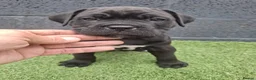 Cane Corso dogs for sale: CANE CORSO PUPPIES - Advert 30