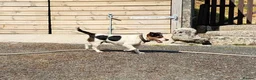 Jack Russell dogs for sale: Outstanding Jack Russell puppies - Advert 9