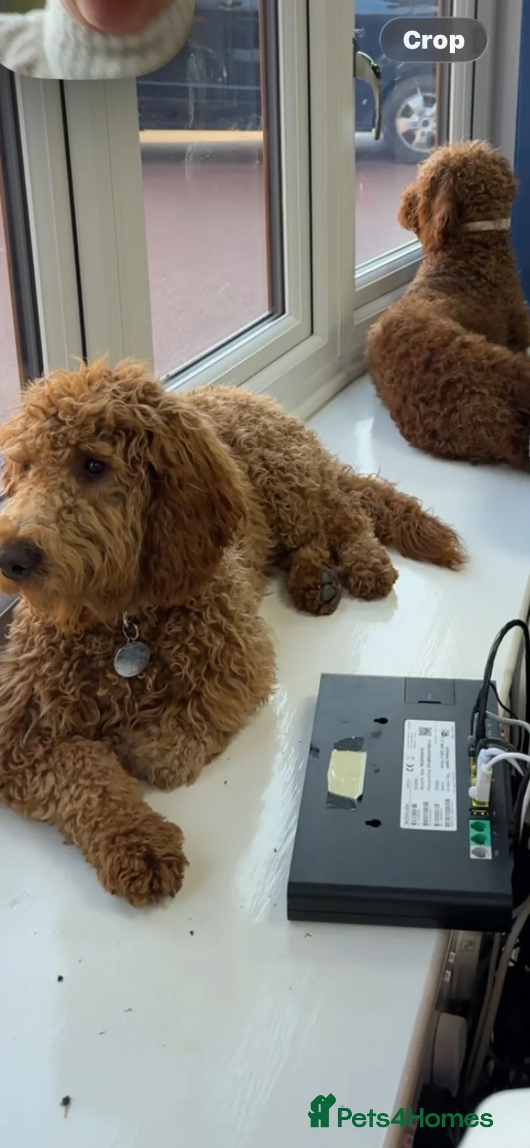 Goldendoodle dogs for sale: Honey and Meg  - Advert 3