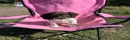 English Springer Spaniel dogs for sale: English springer spaniel pups for sale - Advert 32