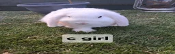 Mini Lop rabbits for sale: Mini lop rabbits - Advert 5