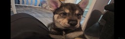 Mixed Breed dogs for sale: Husky × German Shepherd / Malamute Puppies - Advert 10