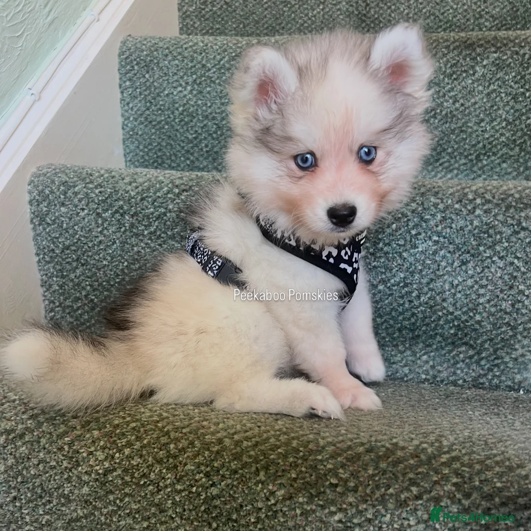 Pomsky dogs for sale: Pomsky Puppies - Advert 1