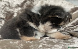 Chow Chow dogs for sale: 2 beautiful babies  - Image 11