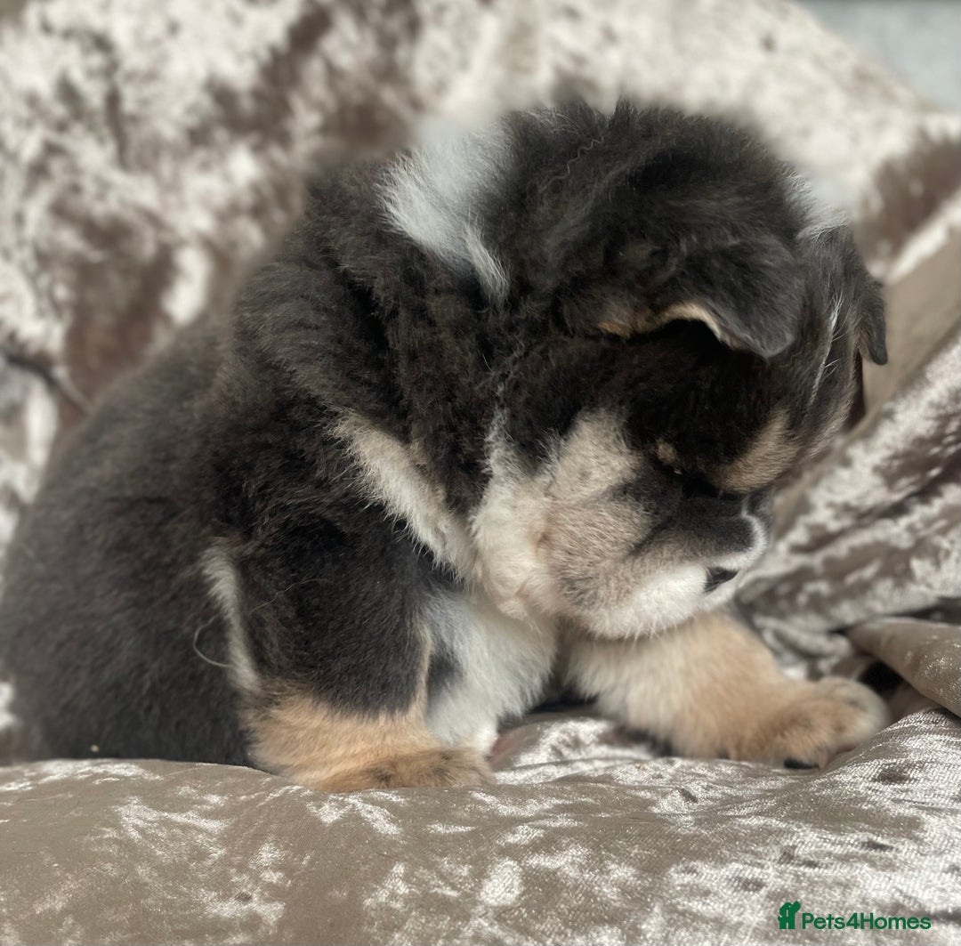 Chow Chow dogs for sale: 2 beautiful babies  - Image 11