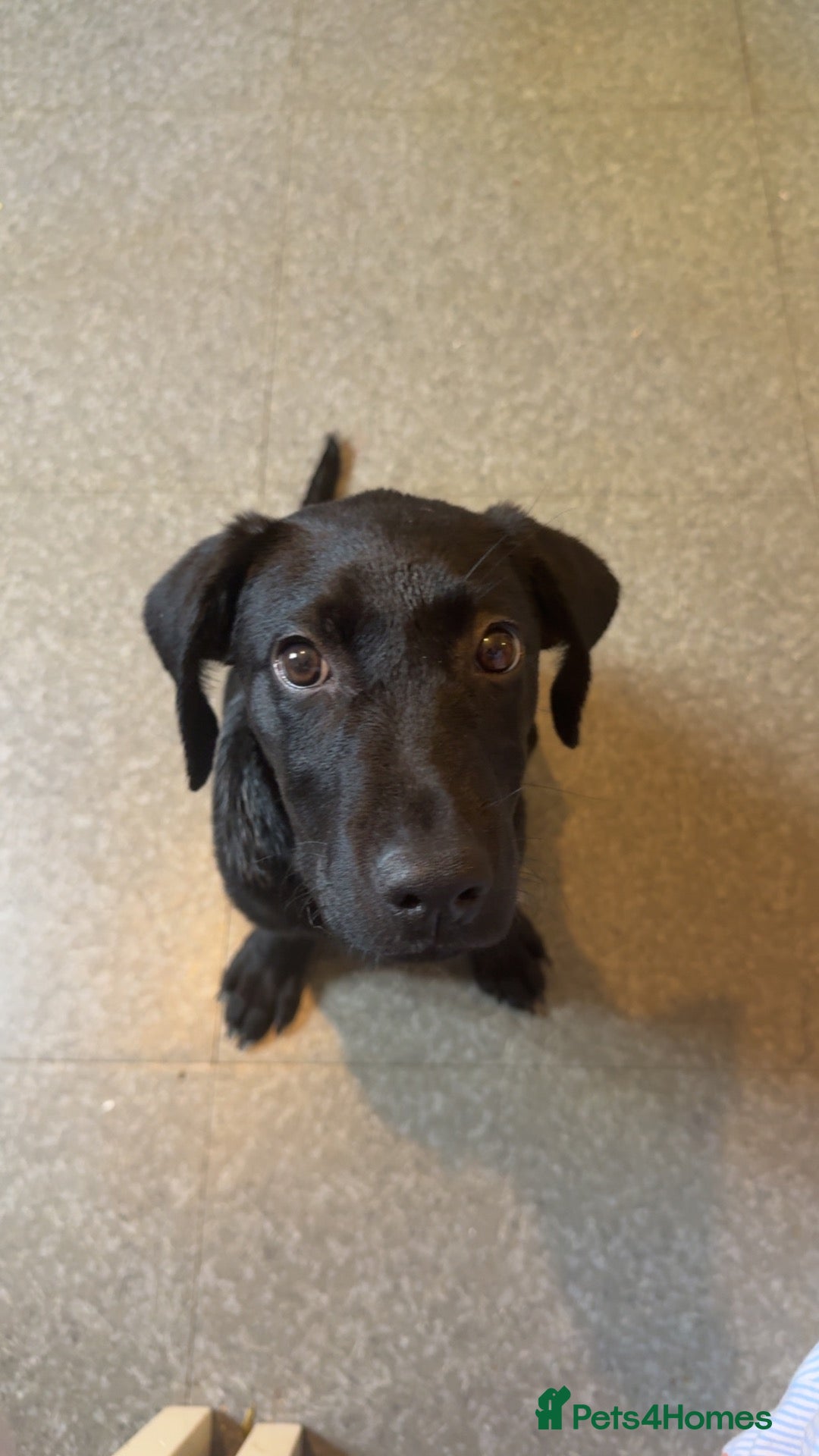 Labrador Retriever dogs Labour six month puppy  - Advert 19