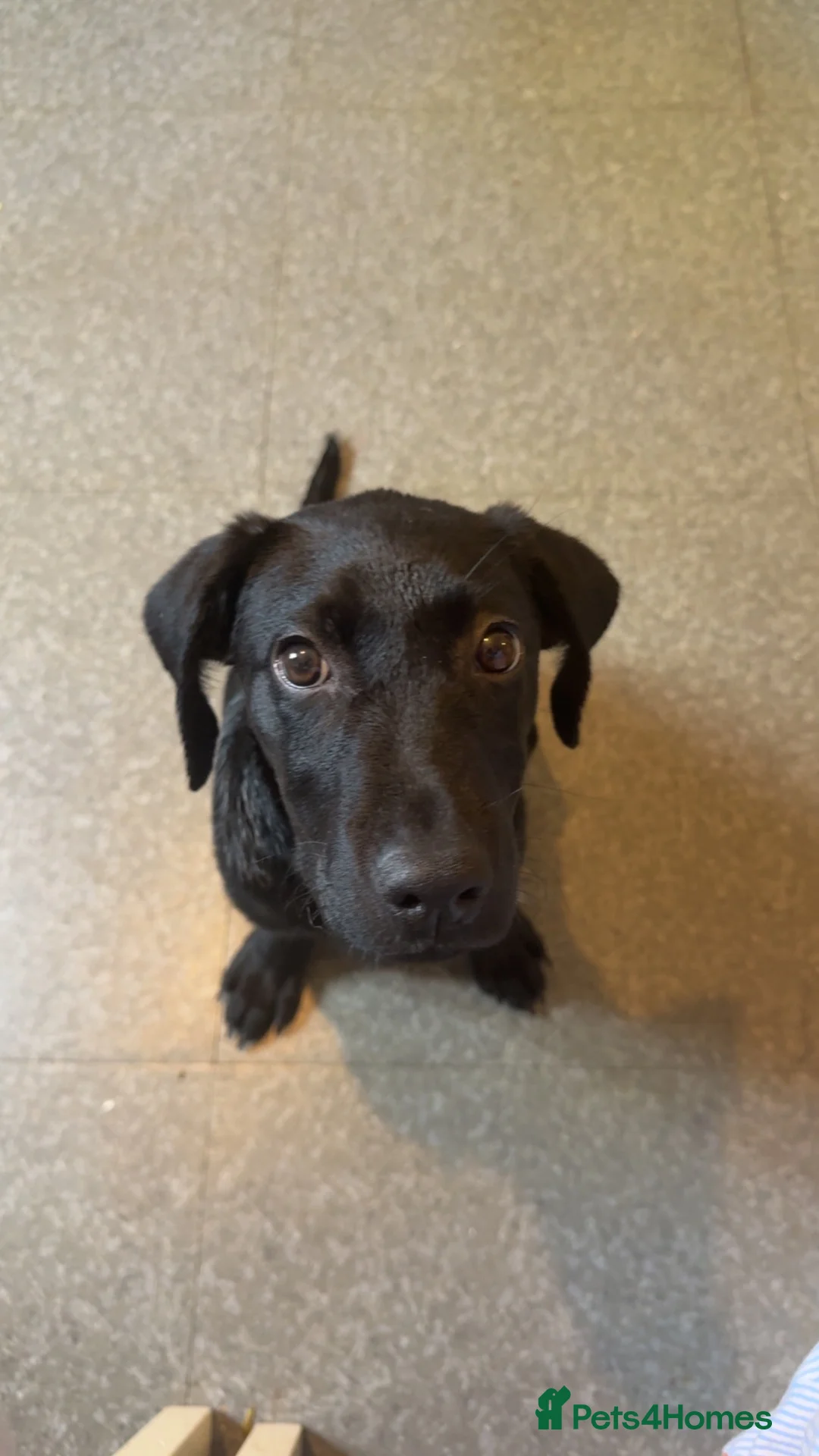 Labrador Retriever dogs for sale: Labour six month puppy  in Washington - Advert 1