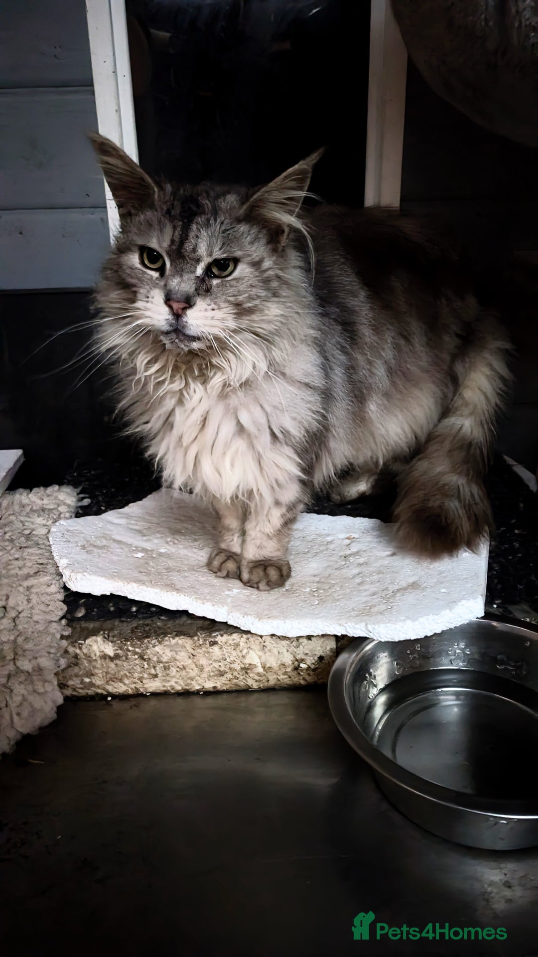 Maine Coon cats for sale: Maine Coon pedigree kittens  - Advert 5