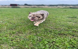 English Bulldog dogs for sale: Ready now  - Image 8