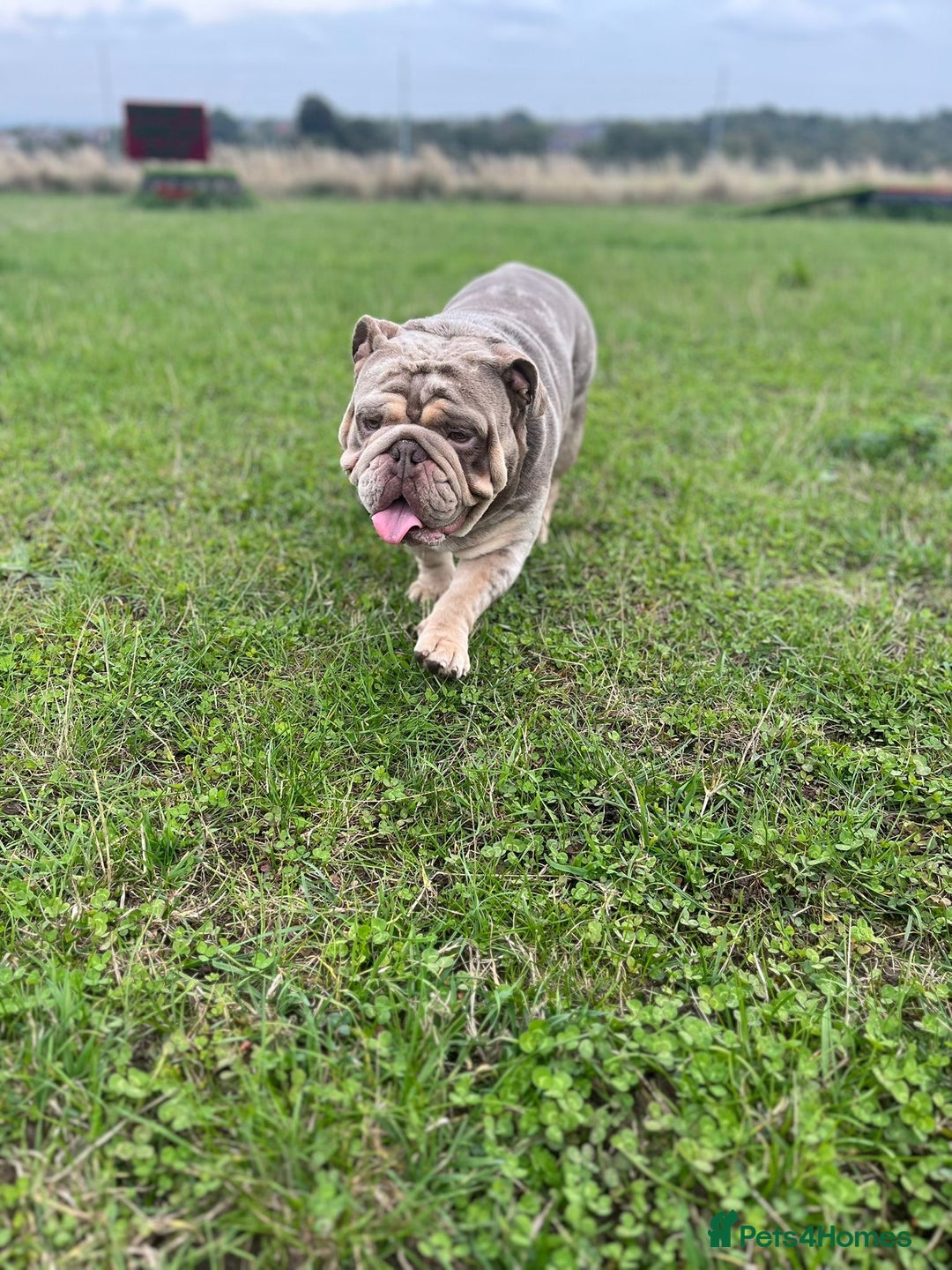 English Bulldog dogs for sale: Ready now  - Image 8