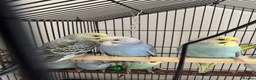 Budgerigars birds for sale: Budgies for Sale 🦜 - Advert 3