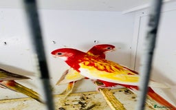 Parakeets birds for sale: Stunning Rubino/pastel rosellas for sale   - Image 4