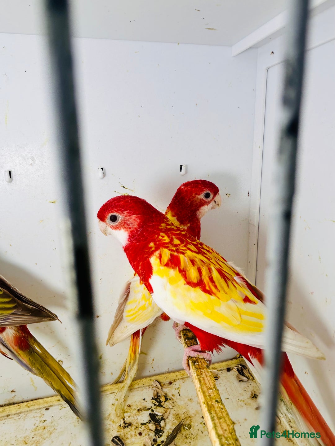 Parakeets birds for sale: Stunning Rubino/pastel rosellas for sale   - Image 4