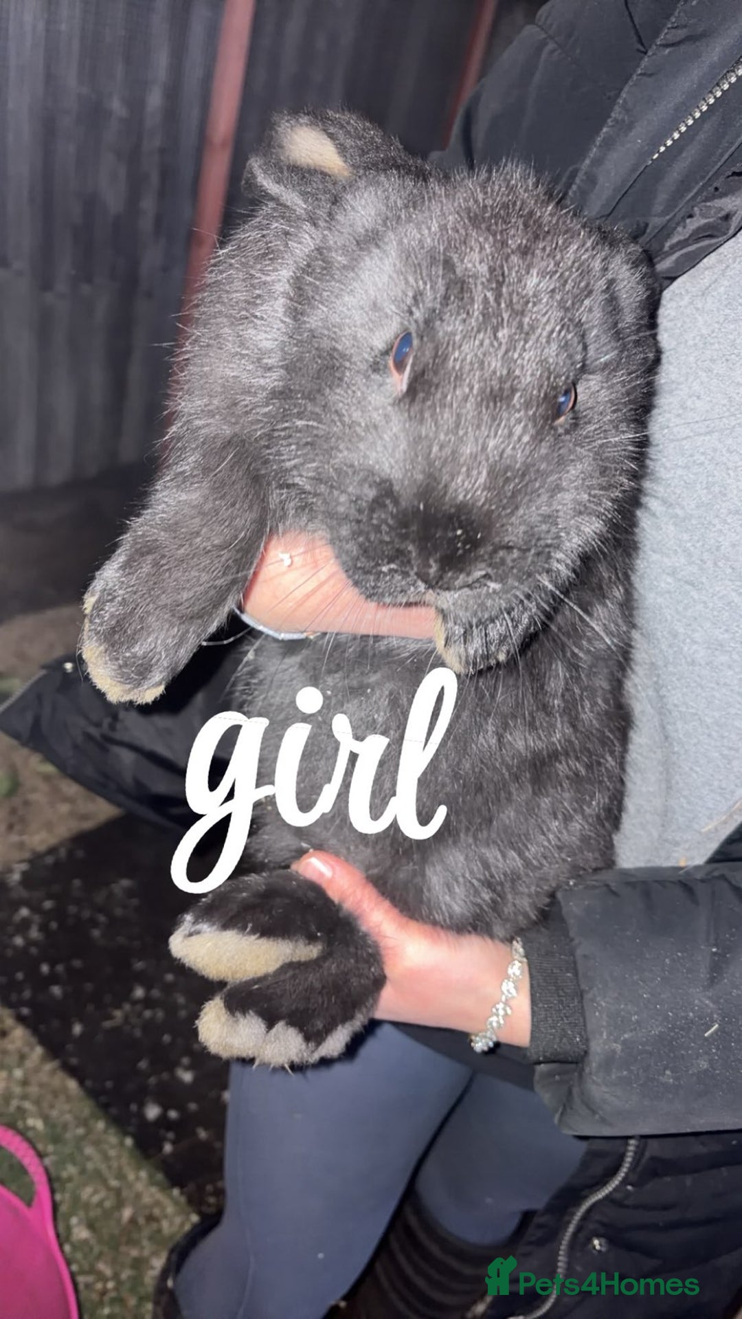 Continental Giant rabbits for sale: Continental giant babies  - Advert 2