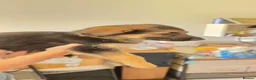 German Shepherd dogs for sale: German shepherd puppies  - Advert 6