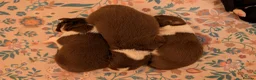 Border Collie dogs for sale: Traditional border collie puppies  - Advert 5