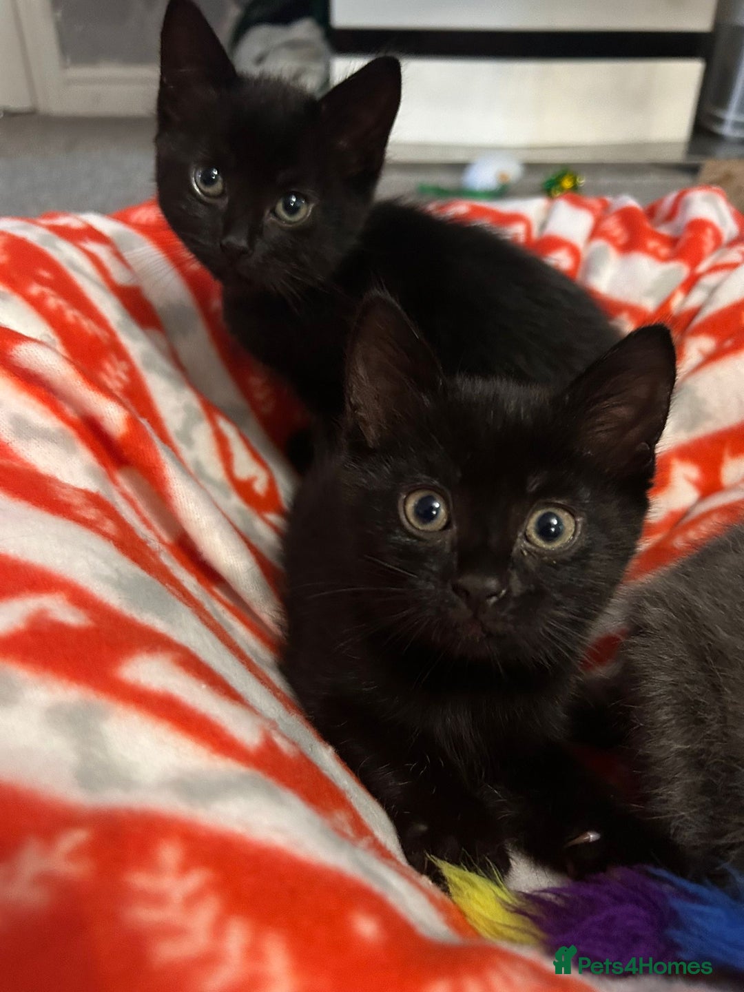 Domestic Shorthair cats for sale: 5⭐️homes wanted for beautiful, playful kittens - Advert 5