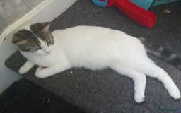 Mixed Breed cats for sale: Kittens for sale  - Image 24