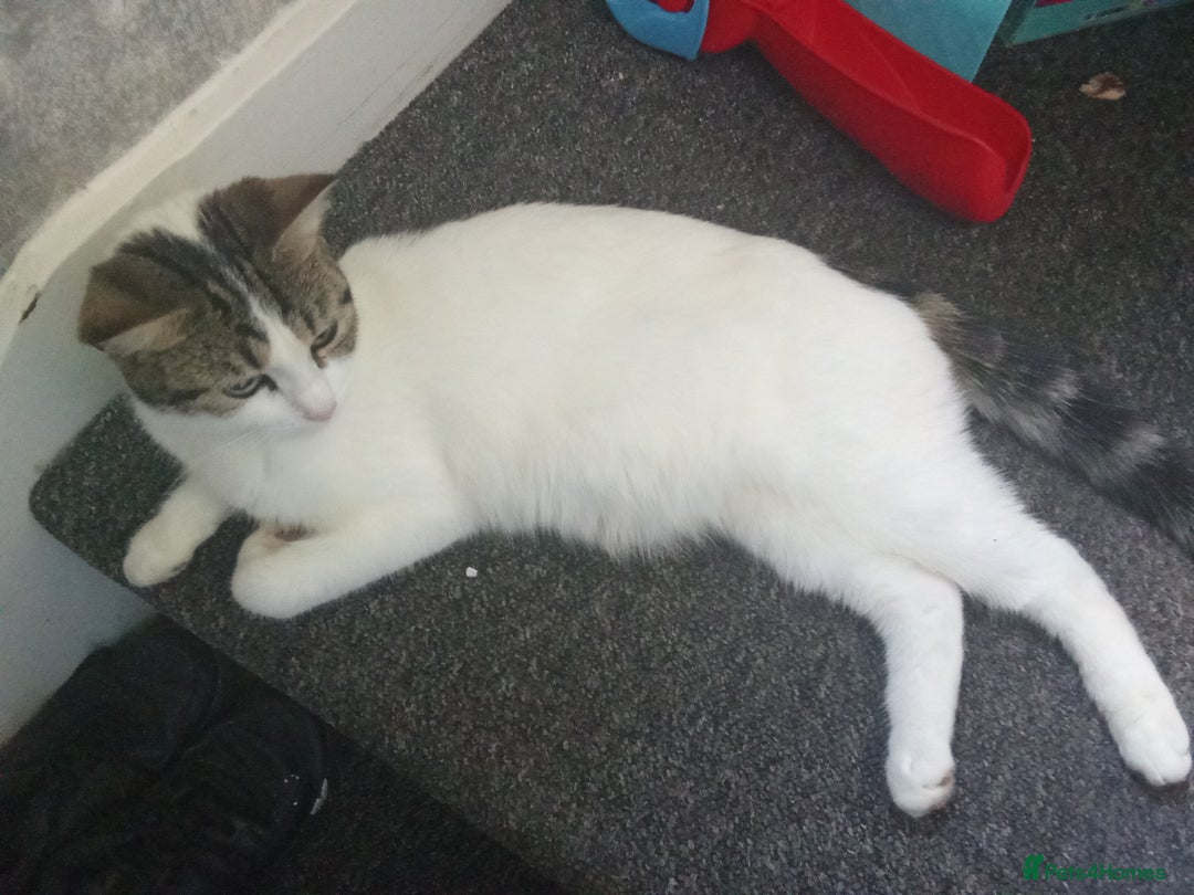 Mixed Breed cats for sale: Kittens for sale  - Image 24