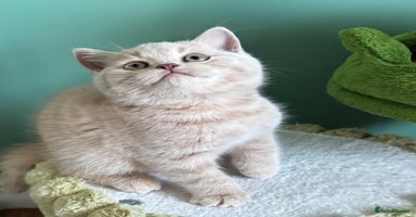 British Shorthair cats - Advert 4