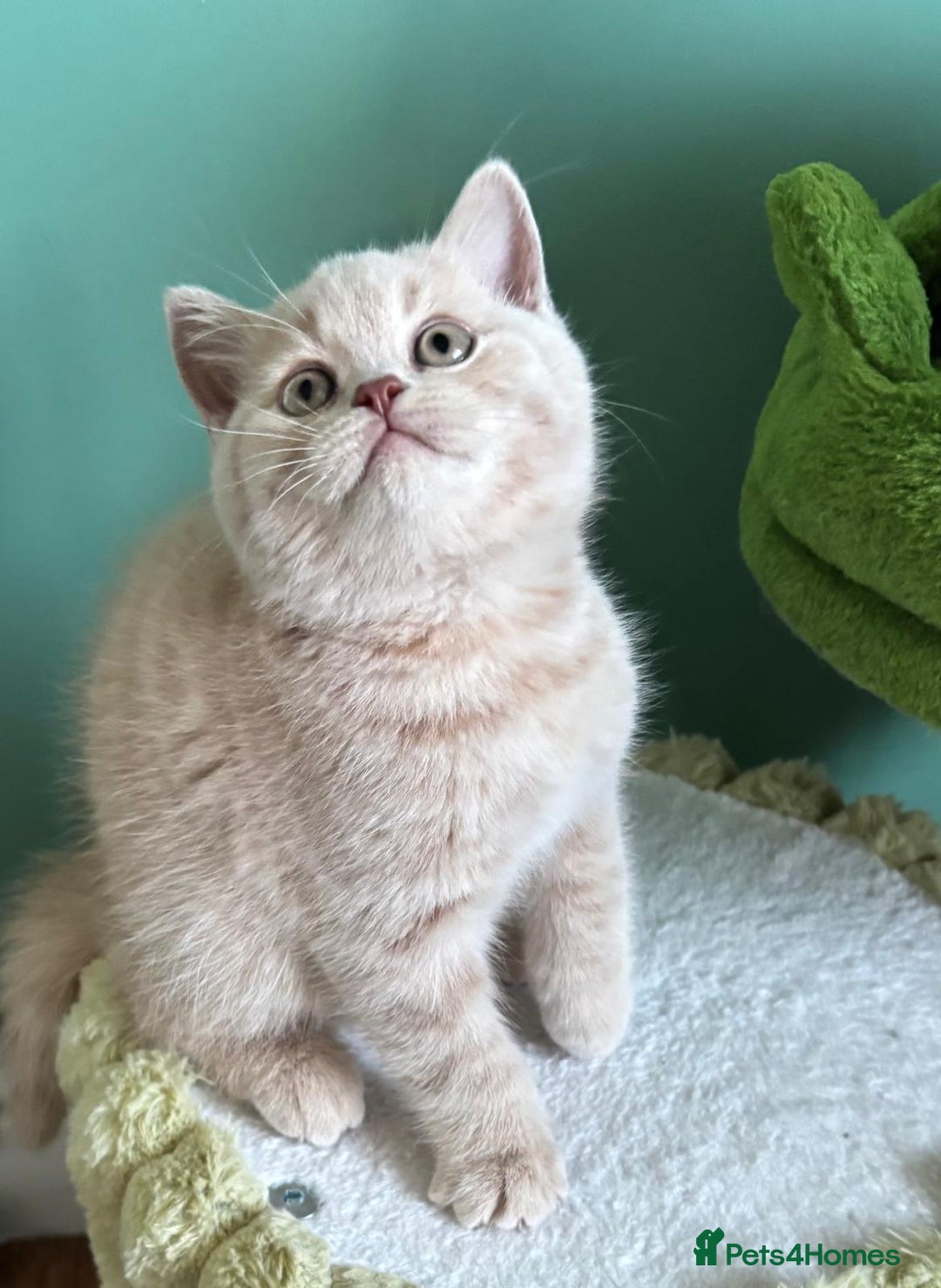 British Shorthair cats for sale: **GCCF CHAMPION PARENTS - Last Kitten!!** - Image 3